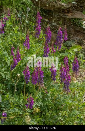 Alpine sainfoin, Hedysarum hedysaroides in flower, Italian Alps. Stock Photo