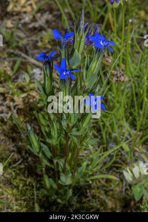 Snow Gentian, Gentiana nivalis, in flower in alpine pasture. Stock Photo