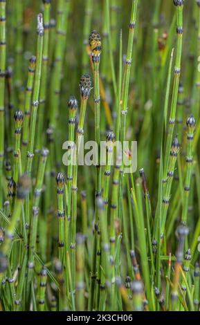 Variegated Horsetail, Equisetum variegatum in upland bog. Stock Photo