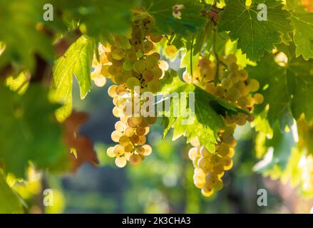 Soft focus of bunches of ripe white grapes hanging on branch with green leaves under bright sunlight in garden Stock Photo