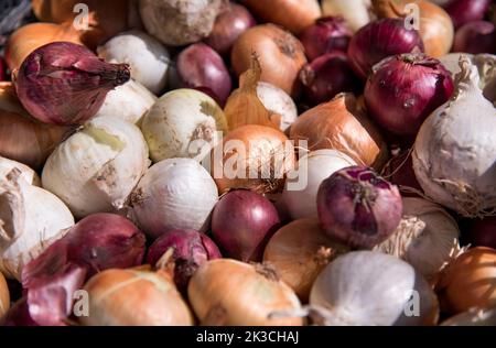 Heap of assorted ripe onions with dry peel placed inside basket during harvest on farm Stock Photo