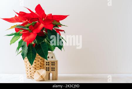 Natural miniature Christmas flower poinsettia in pot on white table with natural decor and white background. Xmas greeting card with copy space and Stock Photo