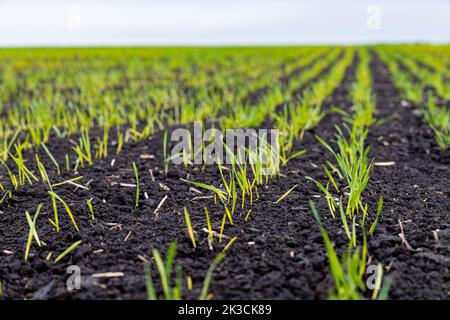 winter wheat sprout in the field close-up. wheat germ Stock Photo