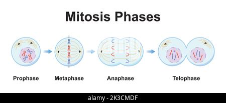 Scientific Designing of Mitosis Phases (Cell Division). Colorful Symbols. Vector Illustration. Stock Vector