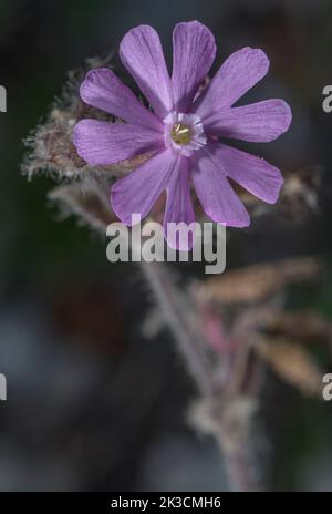 Hybrid Pink Campion, Silene latifolia x  Silene dioica  = Silene x hampeana. (Red campion x White Campion) in flower. Stock Photo