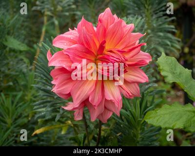 Dahlia dinner-plate variety, 'Islander'; an impressive giant bloom at Chenies Manor garden in September. Stock Photo