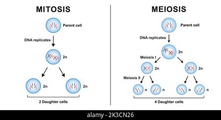Scientific Designing of Differences Between Meiosis and Mitosis ...
