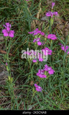 Sequier's Pink, Dianthus seguieri, in flower in the Italian Alps. Stock Photo