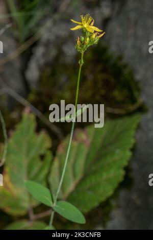 Pale St. John's-wort, Hypericum montanum, in flower on limestone cliff. Stock Photo