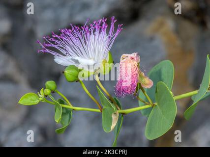 Caper, Capparis spinosa, in flower on old wall, with buds - the capers - in Italy. Stock Photo