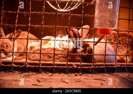 A cage with rabbits that were evacuated from Zaporizhzhia to Lviv to the Home of Rescued Animals. Employees and volunteers of the Home of Rescued Animals in Lviv evacuated 171 animals from the Zaporizhzhia Children's Railway. The animals were under constant stress due to their proximity to the front. Small animals were housed in Lviv, and for larger ones (elk, alpacas, deer, etc.) special enclosures were built outside the city. Stock Photo