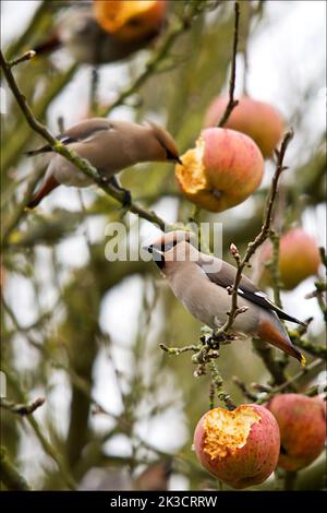 Waxwing (bombycilla garrulus) pinkish buff plumage prominent crest black throat and mask chestnut undertail with yellow tip white yellow red  on wings Stock Photo