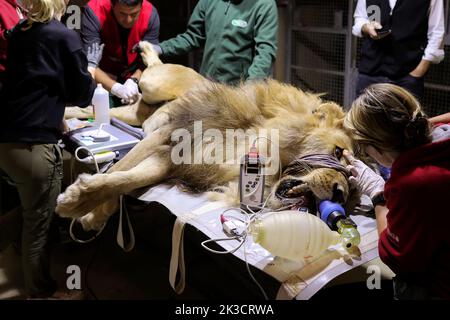 A lion is checked by veterinaries from the Reaserch Institute of of Wildlife Ecology and local staff members at the Four Paws Bear Sanctuary in Mramor, Kosovo, 25 September 2022. Lion was rescued from a private restaurant in the village of Stancic, in eastern Kosovo Photo: VALDRIN XHEMAJ/PIXSELL Stock Photo