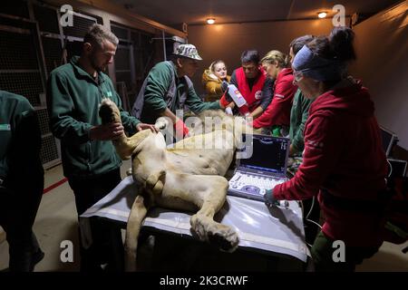 A lion is checked by veterinaries from the Reaserch Institute of of Wildlife Ecology and local staff members at the Four Paws Bear Sanctuary in Mramor, Kosovo, 25 September 2022. Lion was rescued from a private restaurant in the village of Stancic, in eastern Kosovo Photo: VALDRIN XHEMAJ/PIXSELL Stock Photo