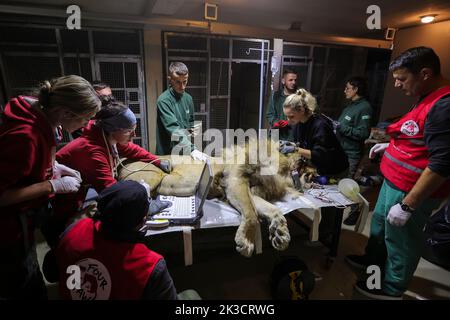 A lion is checked by veterinaries from the Reaserch Institute of of Wildlife Ecology and local staff members at the Four Paws Bear Sanctuary in Mramor, Kosovo, 25 September 2022. Lion was rescued from a private restaurant in the village of Stancic, in eastern Kosovo Photo: VALDRIN XHEMAJ/PIXSELL Stock Photo