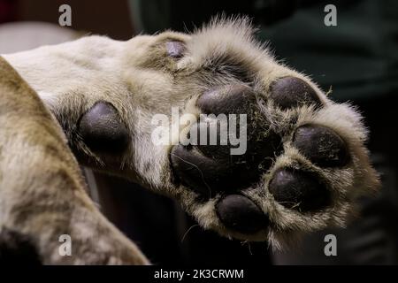 A lion is checked by veterinaries from the Reaserch Institute of of Wildlife Ecology and local staff members at the Four Paws Bear Sanctuary in Mramor, Kosovo, 25 September 2022. Lion was rescued from a private restaurant in the village of Stancic, in eastern Kosovo Photo: VALDRIN XHEMAJ/PIXSELL Stock Photo