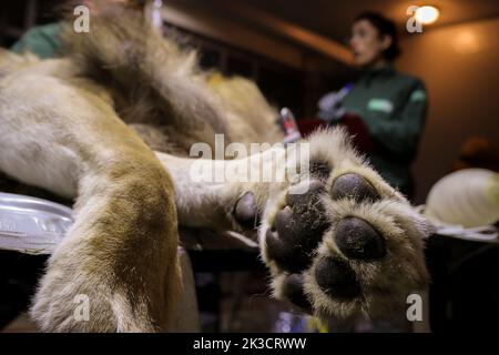 A lion is checked by veterinaries from the Reaserch Institute of of Wildlife Ecology and local staff members at the Four Paws Bear Sanctuary in Mramor, Kosovo, 25 September 2022. Lion was rescued from a private restaurant in the village of Stancic, in eastern Kosovo Photo: VALDRIN XHEMAJ/PIXSELL Stock Photo