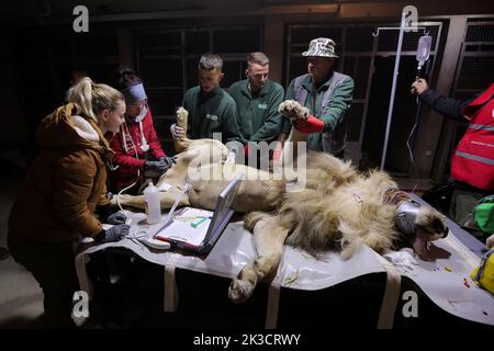 A lion is checked by veterinaries from the Reaserch Institute of of Wildlife Ecology and local staff members at the Four Paws Bear Sanctuary in Mramor, Kosovo, 25 September 2022. Lion was rescued from a private restaurant in the village of Stancic, in eastern Kosovo Photo: VALDRIN XHEMAJ/PIXSELL Stock Photo