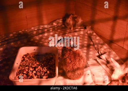 Lviv, Ukraine. 20th Sep, 2022. A cage with rabbits that were evacuated from Zaporizhzhia to Lviv to the Home of Rescued Animals. Employees and volunteers of the Home of Rescued Animals in Lviv evacuated 171 animals from the Zaporizhzhia Children's Railway. The animals were under constant stress due to their proximity to the front. Small animals were housed in Lviv, and for larger ones (elk, alpacas, deer, etc.) special enclosures were built outside the city. (Photo by Pavlo Palamarchuk/SOPA Images/Sipa USA) Credit: Sipa USA/Alamy Live News Stock Photo