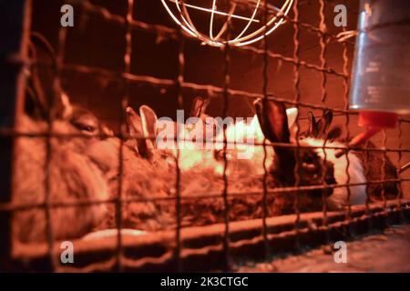 Lviv, Ukraine. 20th Sep, 2022. A cage with rabbits that were evacuated from Zaporizhzhia to Lviv to the Home of Rescued Animals. Employees and volunteers of the Home of Rescued Animals in Lviv evacuated 171 animals from the Zaporizhzhia Children's Railway. The animals were under constant stress due to their proximity to the front. Small animals were housed in Lviv, and for larger ones (elk, alpacas, deer, etc.) special enclosures were built outside the city. (Photo by Pavlo Palamarchuk/SOPA Images/Sipa USA) Credit: Sipa USA/Alamy Live News Stock Photo