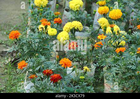 Yellow and red marigold flowers are growing on plastic bag in garden Stock Photo