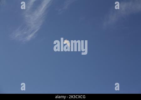 Seagull in front of bright blue sky with a few white clouds of veil Stock Photo
