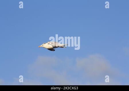 Flying silver gull in side view against bright blue sky Stock Photo