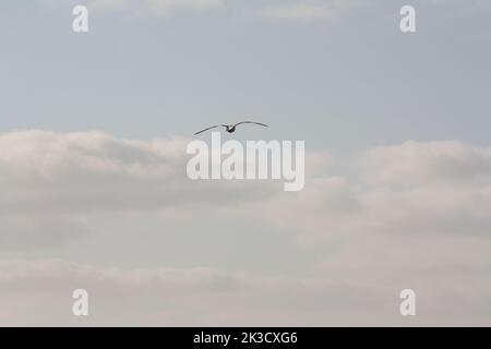 Seagull in flight from behind Stock Photo