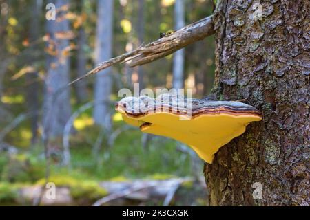 Red banded polypore on tree trunk Stock Photo