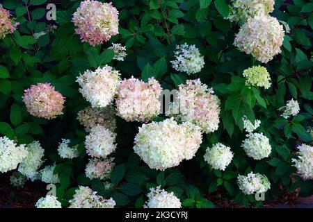 White heads of weeping hydrangea paniculata flowers Stock Photo