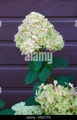 White heads of weeping hydrangea paniculata flowers Stock Photo