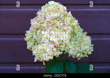 White heads of weeping hydrangea paniculata flowers Stock Photo