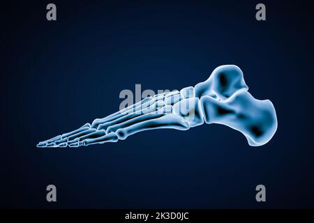 Lateral or profile view of accurate human left foot bones isolated on blue background 3D rendering illustration. Anatomy, osteology, orthopedics conce Stock Photo