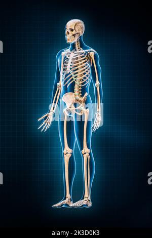 Human skeletal system 3D rendering illustration. Three-quarter anterior or front view of full skeleton with male body contours on blue background. Ana Stock Photo