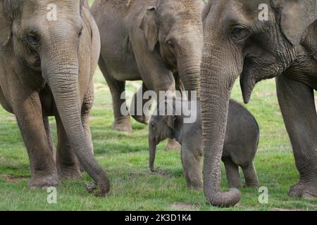 Baby Asian elephant named Thai word for Queen in honour of the