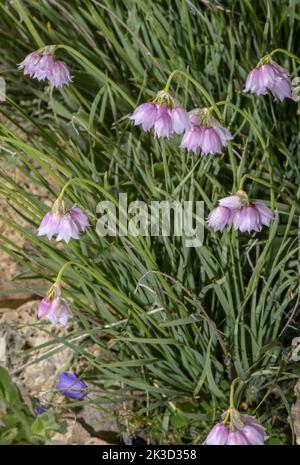Lombardy garlic, Allium insubricum in flower in the Italian Alps. Stock Photo
