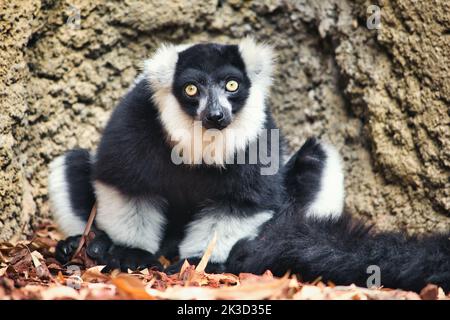 Portrait of a single Madagascan black and white ruffed lemur Stock Photo