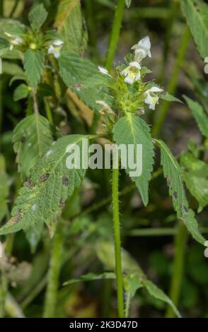 Broad-leaved hemp nettle, Galeopsis ladanum, white form, in flower; Vanoise National Park at 1700m. Stock Photo