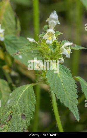 Broad-leaved hemp nettle, Galeopsis ladanum, white form, in flower; Vanoise National Park at 1700m. Stock Photo