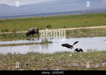 A gray heron landing near an ibis in Amboseli National Park, Kenya Stock Photo
