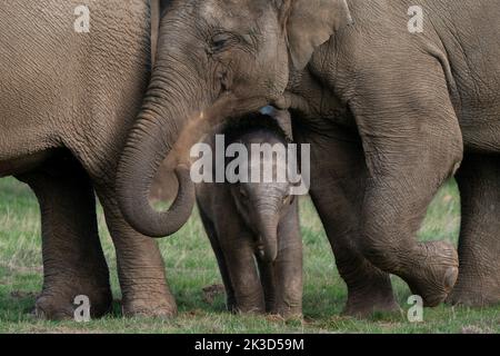 Baby Asian elephant named Thai word for Queen in honour of the