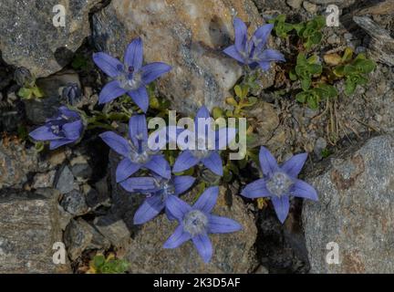 Mt. Cenis Bellflower, Campanula cenisia in flower in the Vanoise National Park, French Alps. Stock Photo