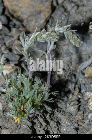 White genepì, Artemisia umbelliformis, in flower on high alpine scree, Vanoise, French Alps. Stock Photo