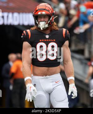 Cincinnati Bengals tight end Hayden Hurst (88) carries the ball during an  NFL football game against the Pittsburgh Steelers, Sunday, Sept. 11, 2022,  in Cincinnati. (AP Photo/Emilee Chinn Stock Photo - Alamy