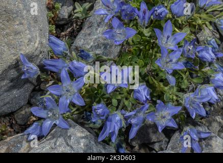 Mt. Cenis Bellflower, Campanula cenisia in flower in the Vanoise National Park, French Alps. Stock Photo