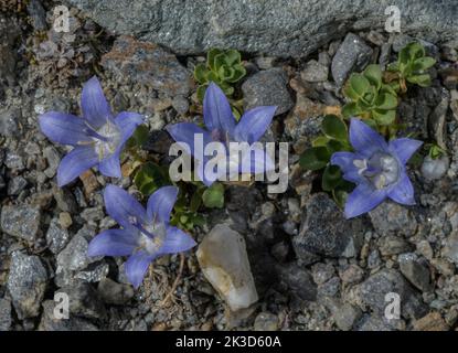 Mt. Cenis Bellflower, Campanula cenisia in flower in the Vanoise National Park, French Alps. Stock Photo