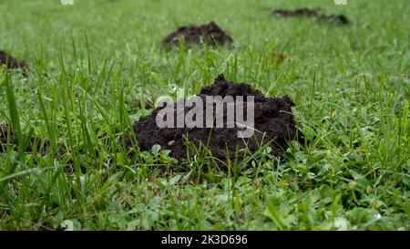 many fresh mole digs in a green meadow Stock Photo