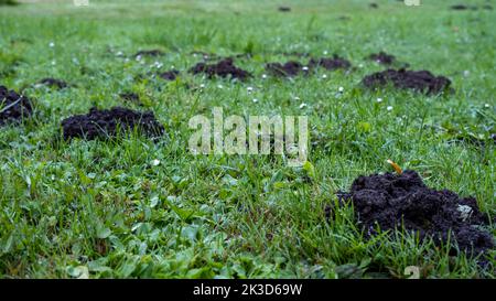 many fresh mole digs in a green meadow. Stock Photo