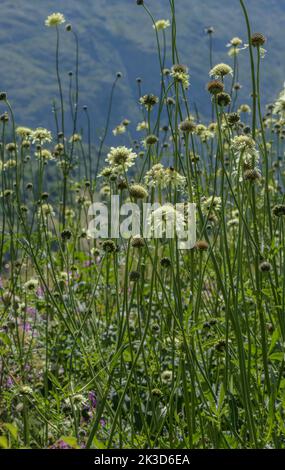 Alpine scabious, Cephalaria alpina, in flower in the french Alps Stock Photo