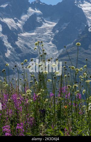 Alpine scabious, Cephalaria alpina, and Rosebay Willow-herb, in flower in the french Alps, looking towards glaciers of La Meije. Stock Photo